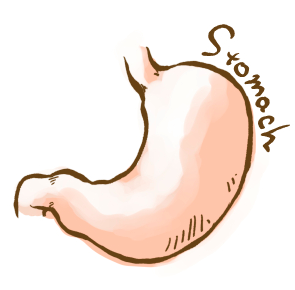 胃のイラスト