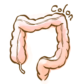 大腸のイラスト